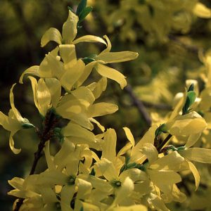 Forsythia Lynwood Gold 3gal