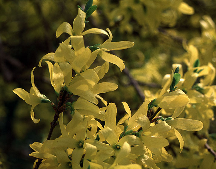 Forsythia Lynwood Gold 3gal