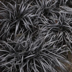 Ornamental Grass - Black Mondo 1gal