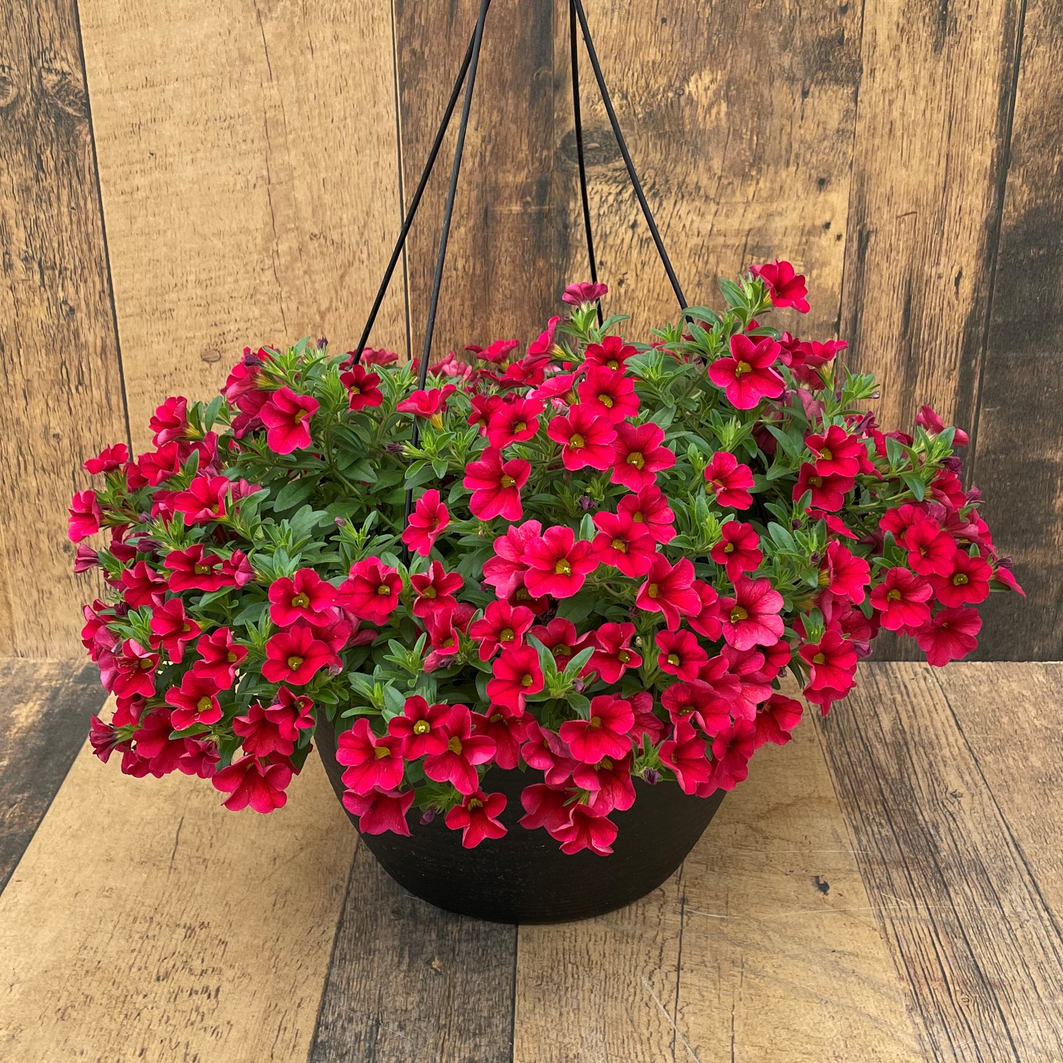Million Bells Hanging Basket product image in red colour