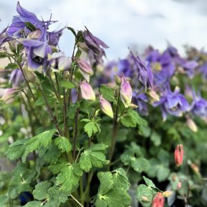 perennial columbine in shades of blue and white
