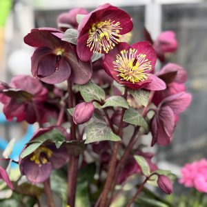 Our Featured Products