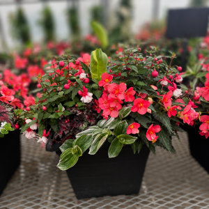 15" Patio Planter - Growers Choice - Shade Mix
