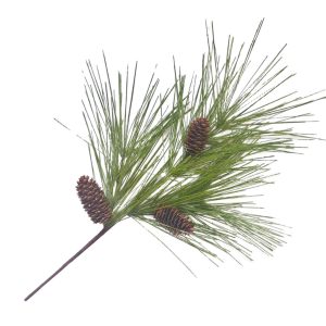 Long Needle Pine Spray