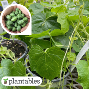 cucamelon plant