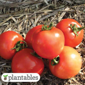 Our Featured Products