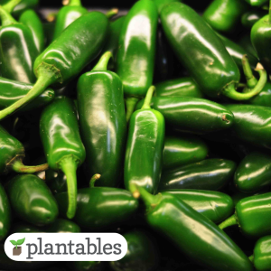 Jalapeno Pepper Patio Planter product image