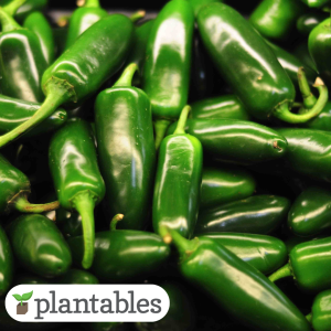Jalapeno Hot Pepper product image