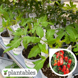 San Marzano Tomato plant