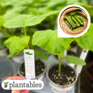 mini cucumber plant