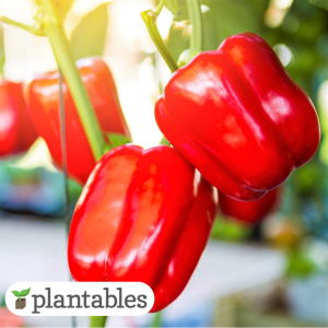 Red Sweet Bell Pepper product image