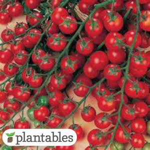 Sweet Million Red Cherry tomato in bunches product image