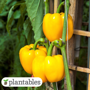 Yellow Sweet Bell Pepper product image