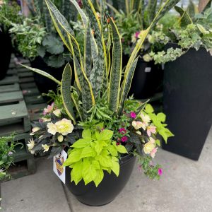 Shade Tropical Patio Planter product image