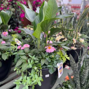 Sun Tropical Patio Planter product image