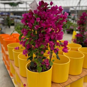 Bougainvillea product image
