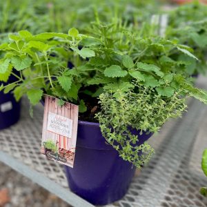 Bug Off Herb Planter product image