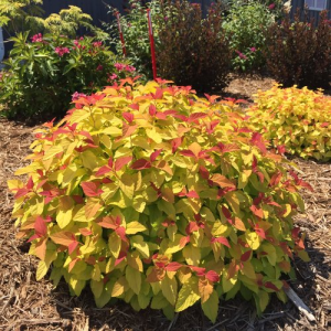Spirea Double Play Candy Corn 2gal by Proven Winners