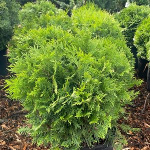 Cedar Little Champ Globe 3gal