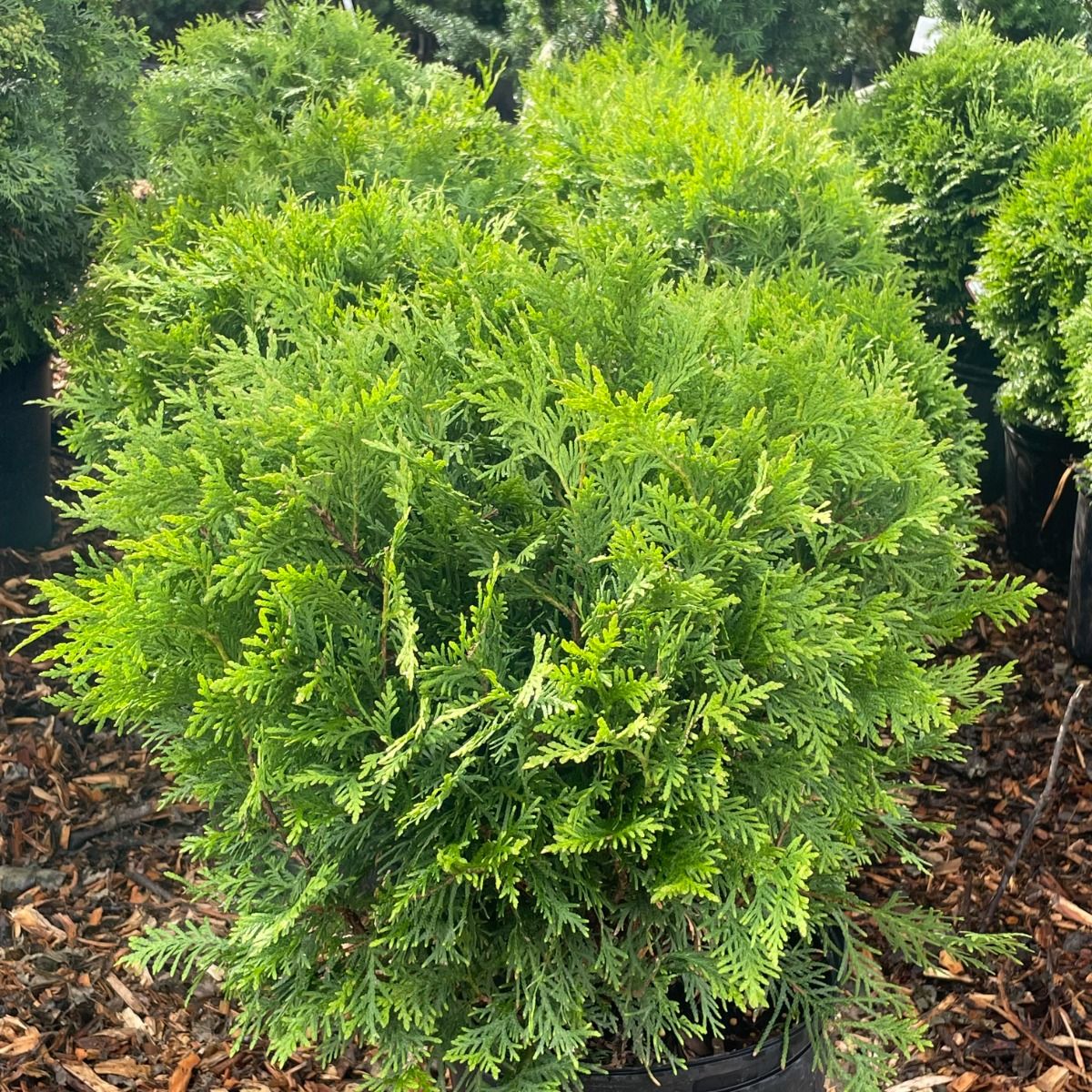Cedar Little Champ Globe 3gal