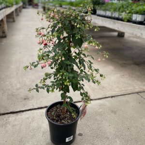 Fuchsia Standard product image