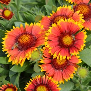 Gaillardia Arizona 1 Gal - Doorcrasher