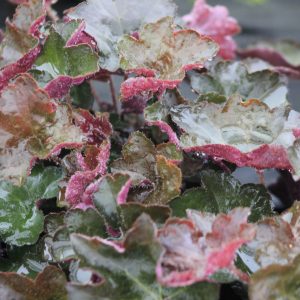 Heuchera Purple Shades 1gal
