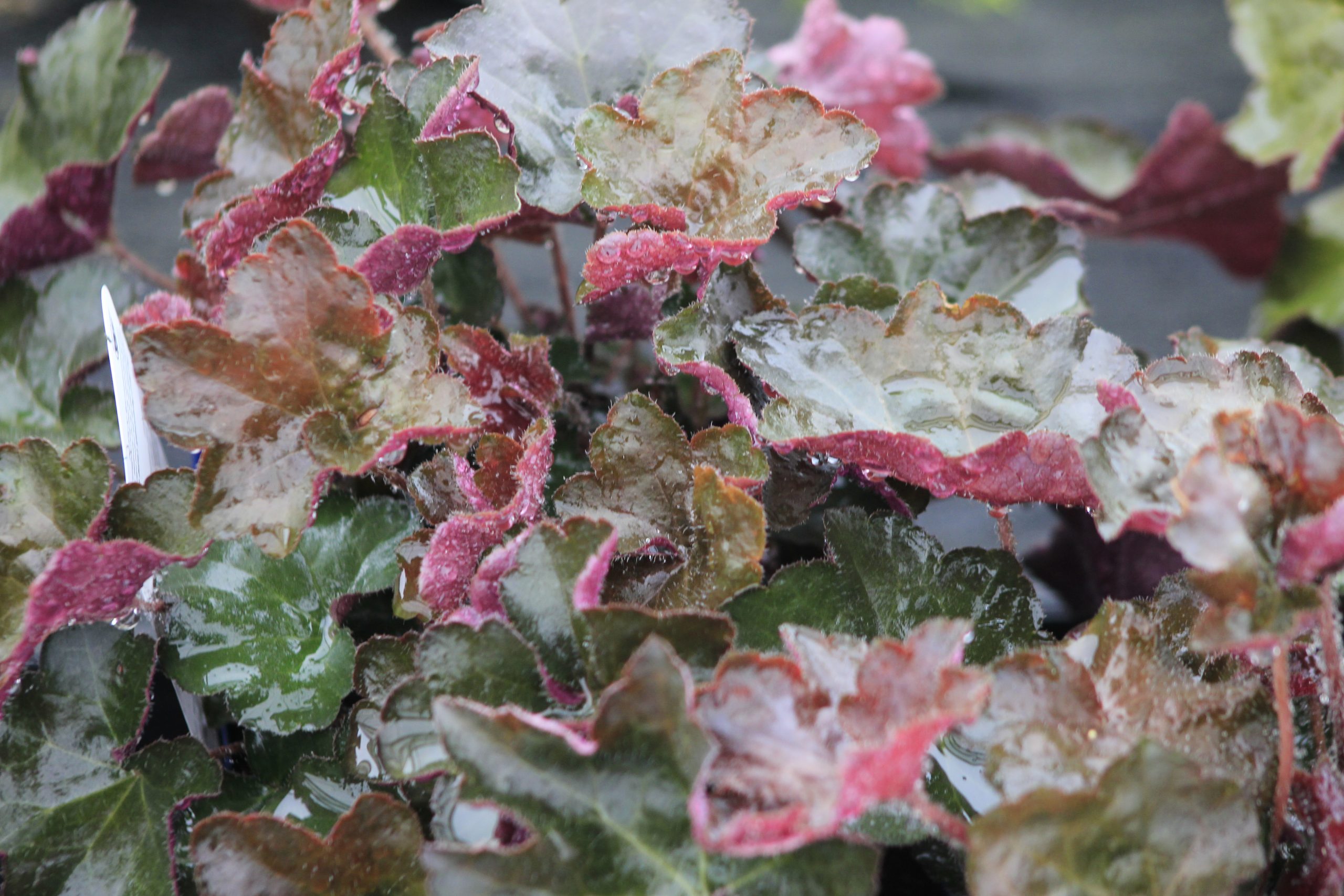 Heuchera Purple Shades 1gal