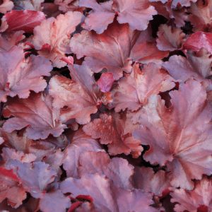 Heuchera Red Shades 1gal