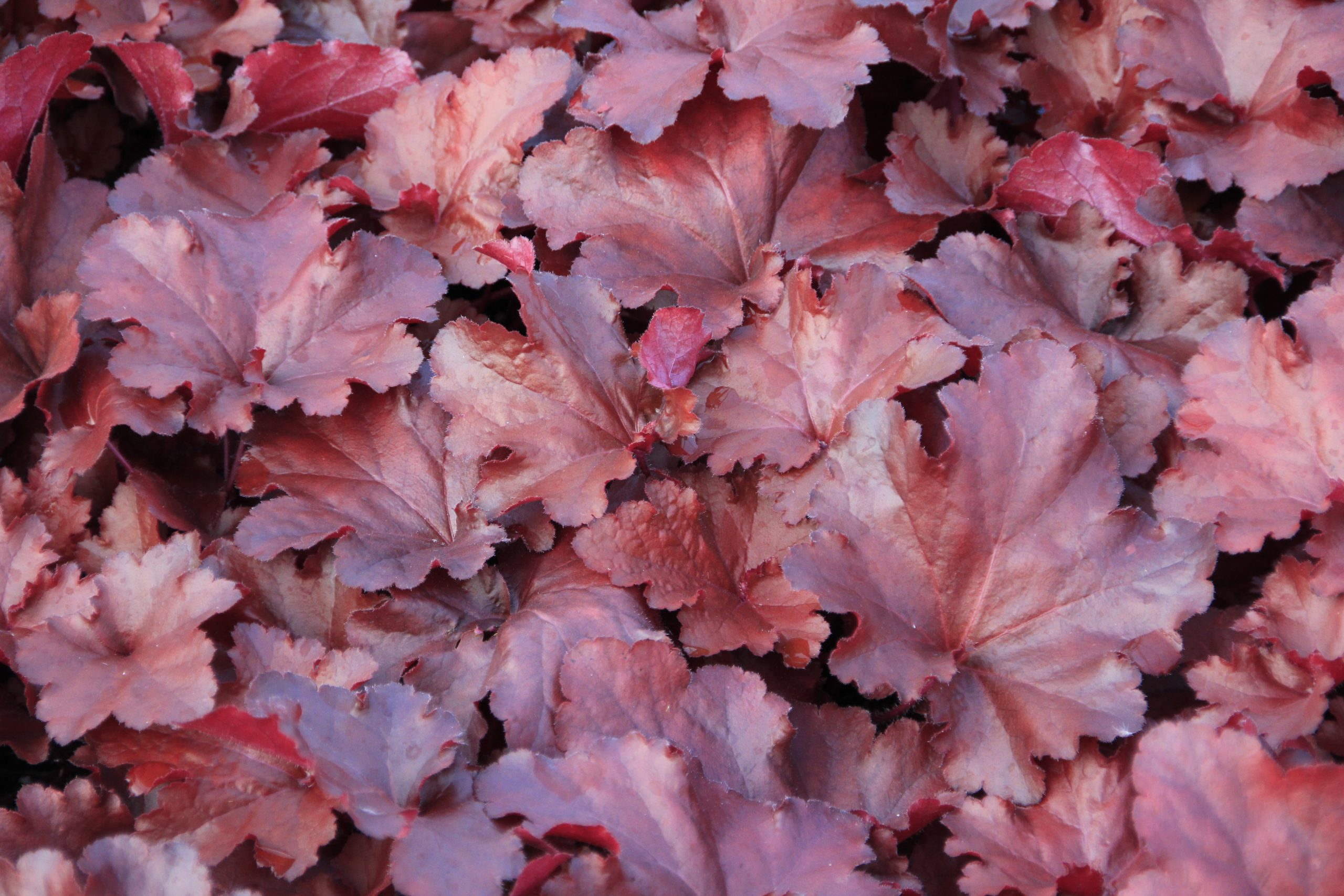 Heuchera Red Shades 1gal