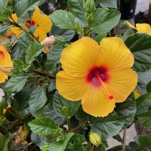 Hibiscus Quart in yellow colour product image