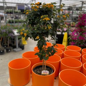 Lantana Standard product image