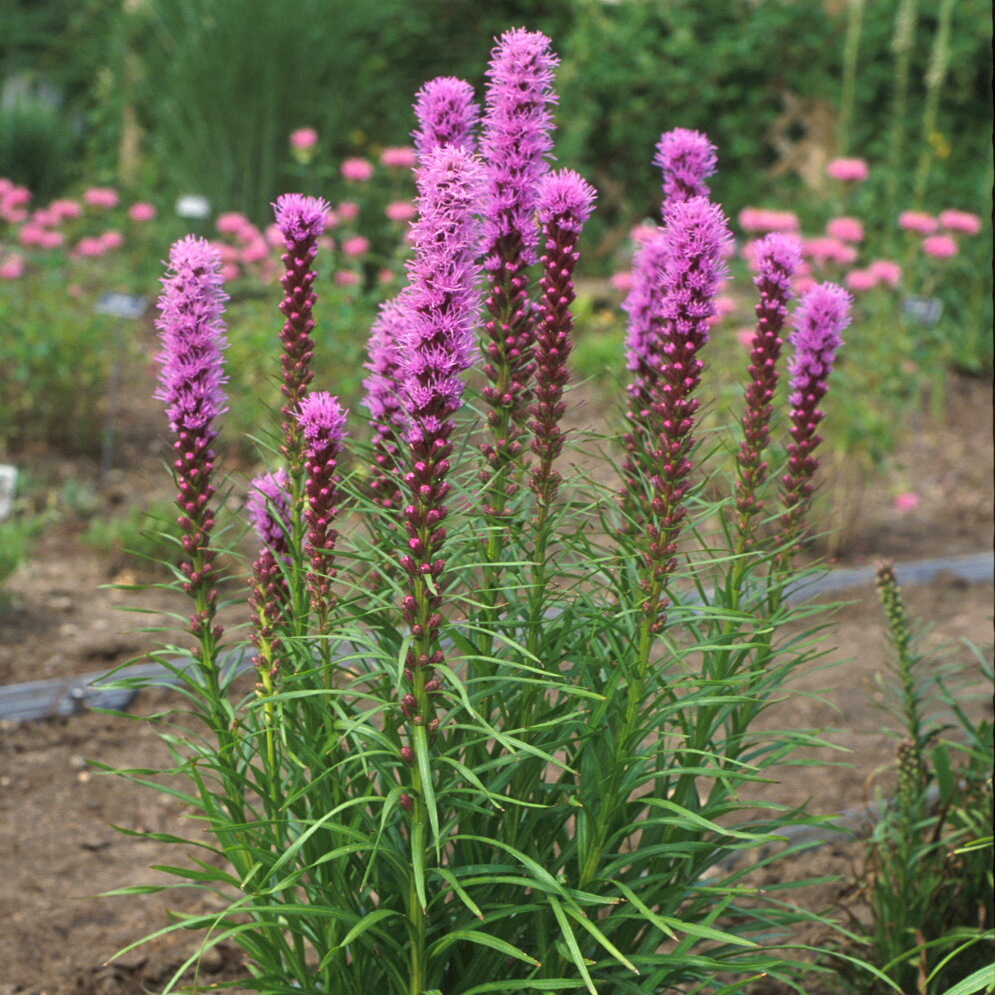 Liatris Blazing Star 1gal