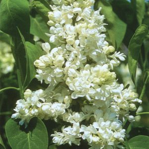 Lilac Mme Lemoine 2gal