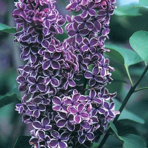 Lilac Sensation 2gal