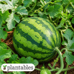 Watermelon plant product image