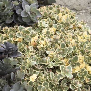 Sedum Sunsparkler Lime Twister 1gal