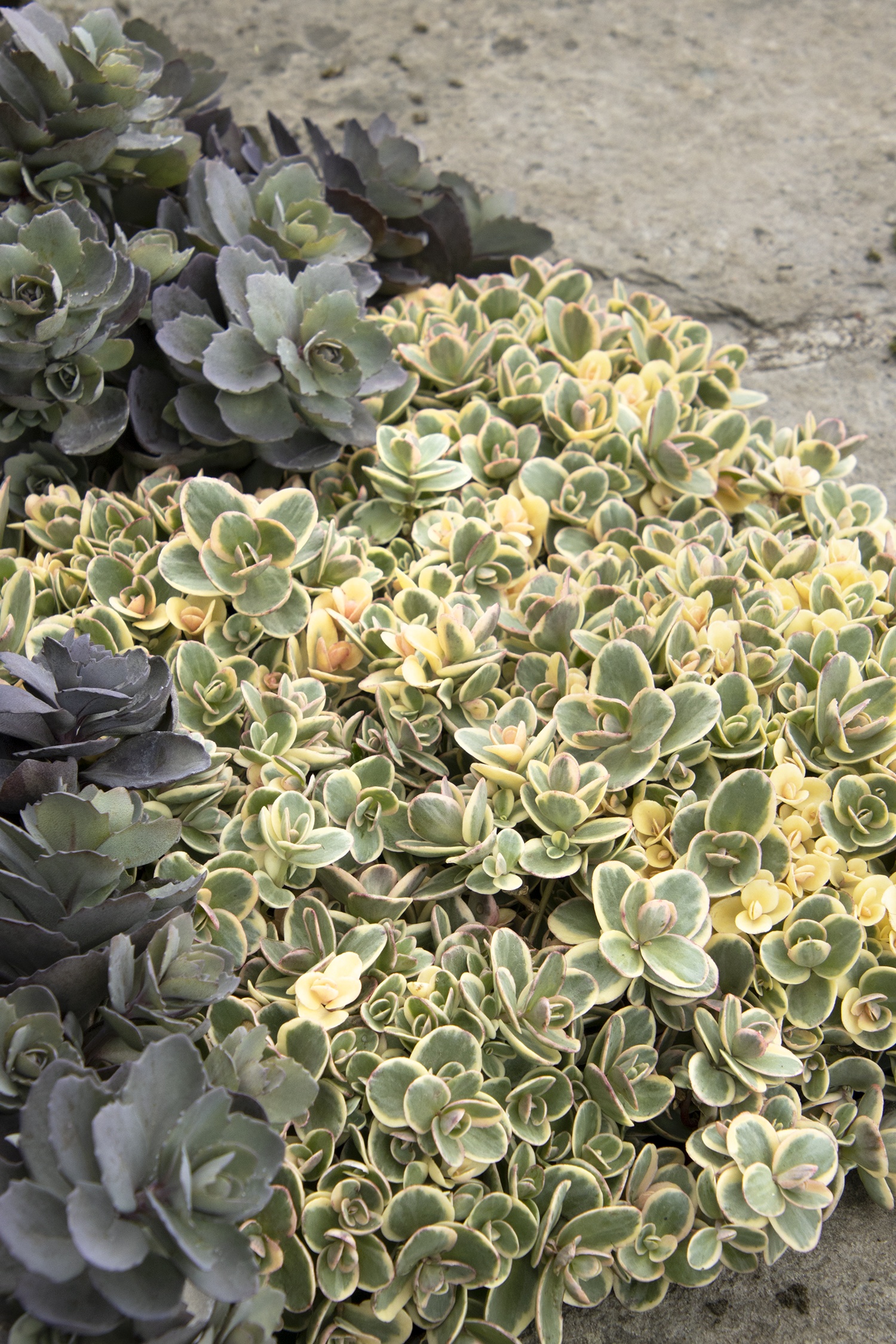 Sedum Sunsparkler Lime Twister 1gal