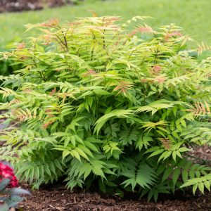False Spirea Cherry On Top product image