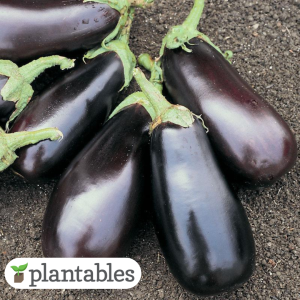 Classic Eggplant product image