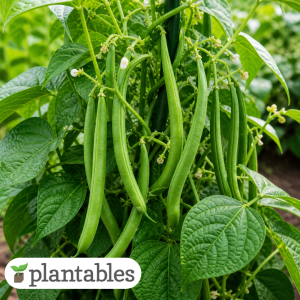 Green Bean product image