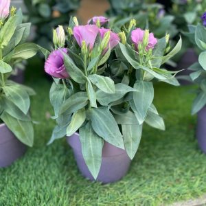 6" Lisianthus in Ceramic