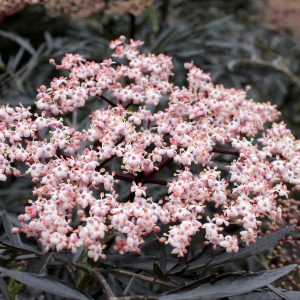 Elderberry Black Lace product image