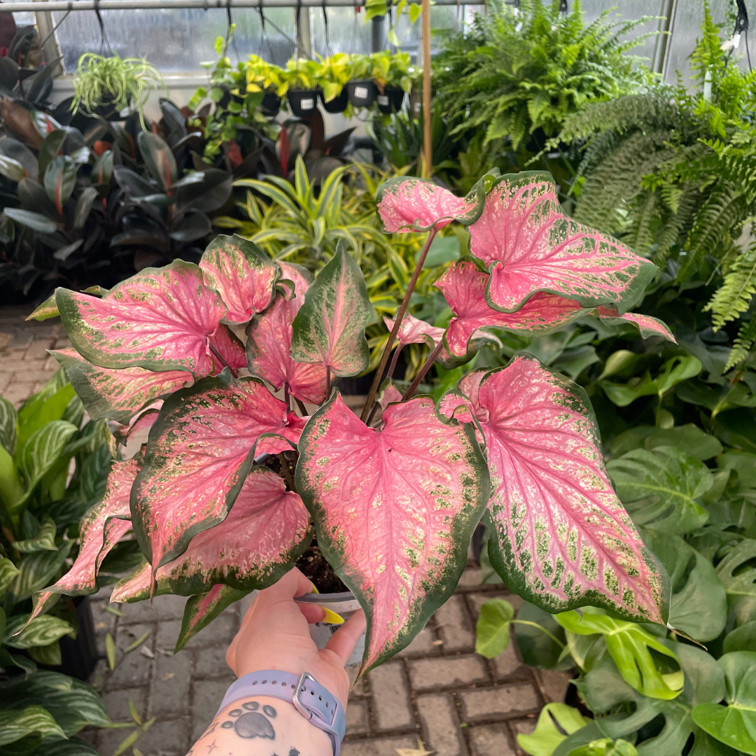 Caladium product image