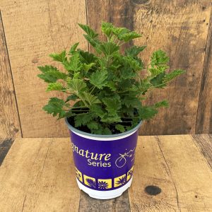 Citronella product image