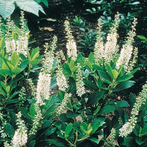 Summersweet Hummingbird 2gal