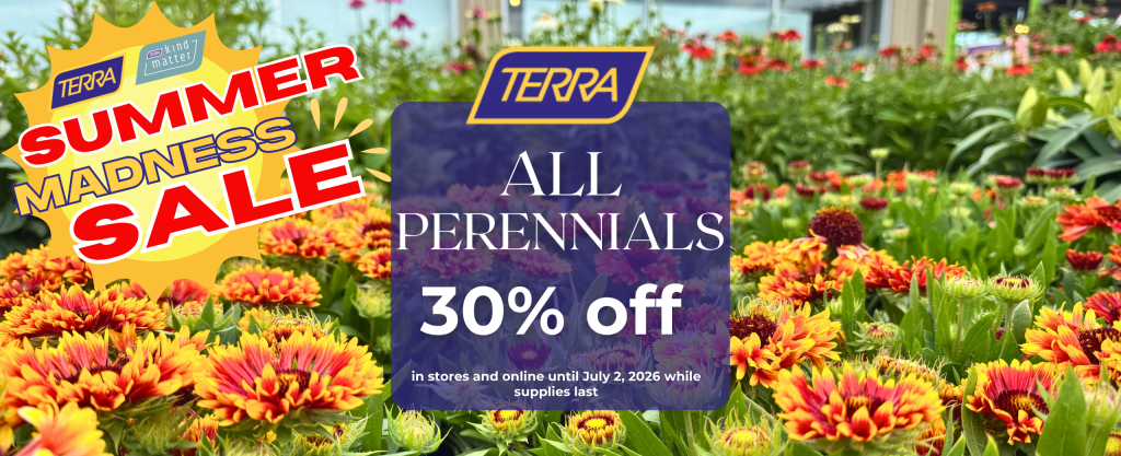 perennial flowers on sale at terra greenhouses