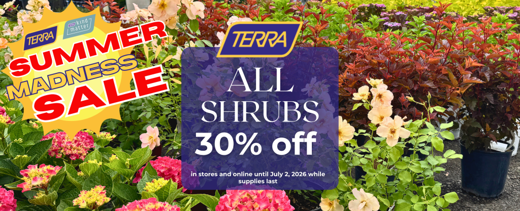 shrubs on sale at terra greenhouses