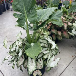 Alocasia Caladium Planter