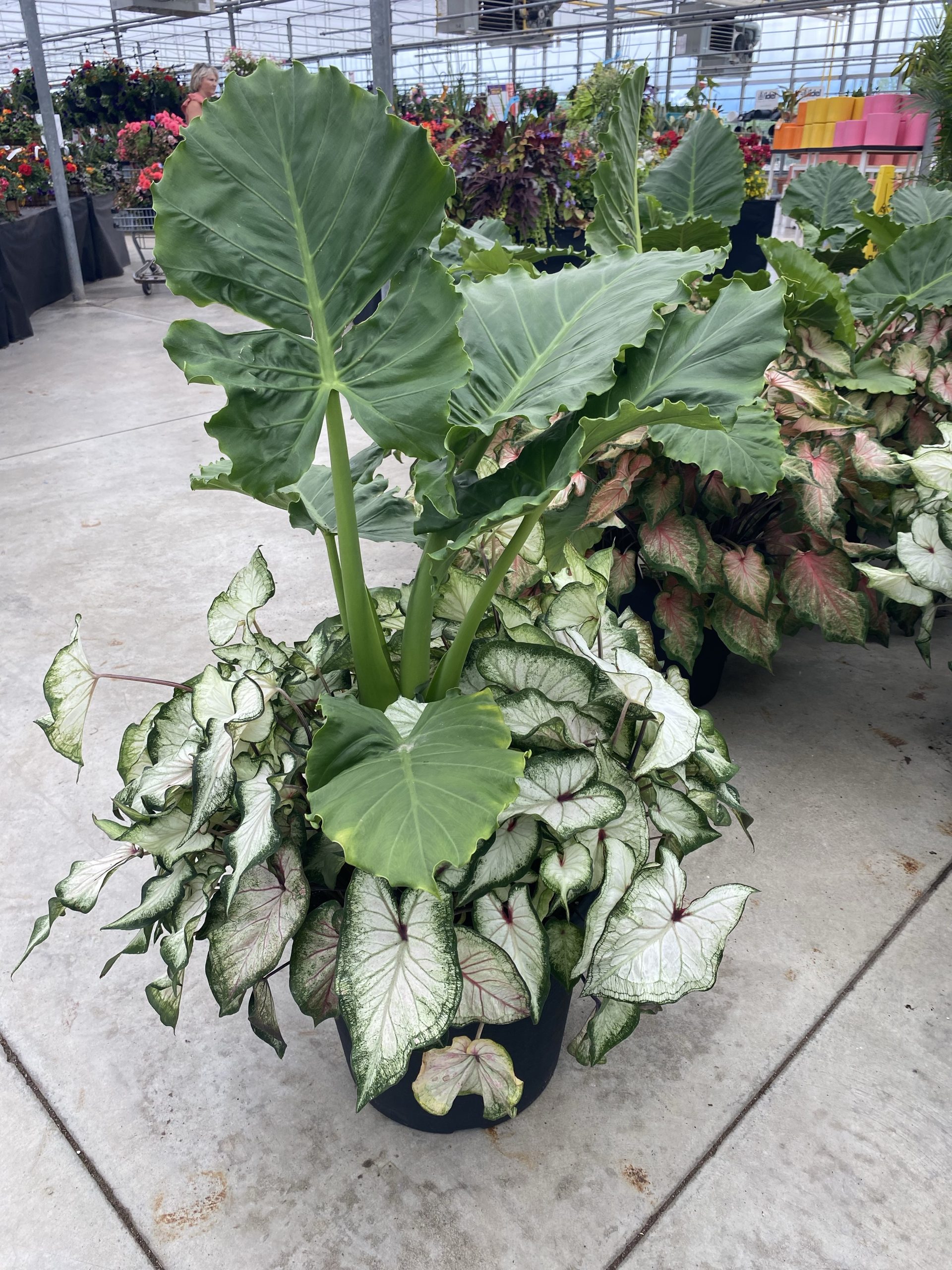Alocasia Caladium Planter